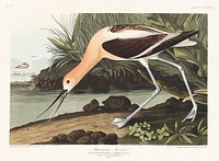 American Avocet from Birds of America (1827) by John James Audubon, etched by William Home Lizars. Original from University of Pittsburg. Digitally enhanced by rawpixel.