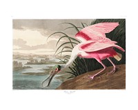 Roseate Spoonbill vintage illustration wall art print and poster design. Original from Birds of America by John James Audubon, digitally enhanced by rawpixel.