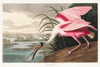 Roseate Spoonbill from Birds of America (1827) by <a href="https://www.rawpixel.com/search/John%20James%20Audubon?sort=curated&amp;type=all&amp;page=1">John James Audubon</a>, etched by William Home Lizars. Original from University of Pittsburg. Digitally enhanced by rawpixel.