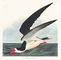 Black Skimmer from Birds of America (1827) by John James Audubon, etched by William Home Lizars. Original from University of Pittsburg. Digitally enhanced by rawpixel.