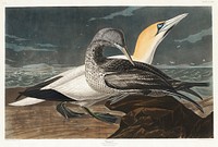 Gannet from Birds of America (1827) by John James Audubon, etched by William Home Lizars. Original from University of Pittsburg. Digitally enhanced by rawpixel.
