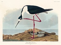 Long-legged Avocet from Birds of America (1827) by John James Audubon, etched by William Home Lizars. Original from University of Pittsburg. Digitally enhanced by rawpixel.
