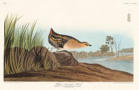 Yellow-breasted Rail from Birds of America (1827) by John James Audubon, etched by William Home Lizars. Original from University of Pittsburg. Digitally enhanced by rawpixel.