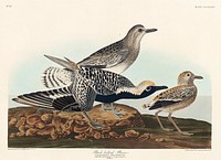Black-bellied Plover from Birds of America (1827) by John James Audubon, etched by William Home Lizars. Original from University of Pittsburg. Digitally enhanced by rawpixel.