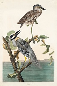 Yellow-Crowned Heron from Birds of America (1827) by John James Audubon, etched by William Home Lizars. Original from University of Pittsburg. Digitally enhanced by rawpixel.
