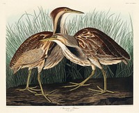 American Bittern from Birds of America (1827) by John James Audubon, etched by William Home Lizars. Original from University of Pittsburg. Digitally enhanced by rawpixel.