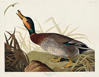 Bemaculated Duck from Birds of America (1827) by John James Audubon, etched by William Home Lizars. Original from University of Pittsburg. Digitally enhanced by rawpixel.