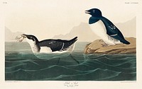 Little Auk from Birds of America (1827) by John James Audubon, etched by William Home Lizars. Original from University of Pittsburg. Digitally enhanced by rawpixel.