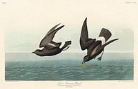 Least Stormy-Petrel from Birds of America (1827) by John James Audubon, etched by William Home Lizars. Original from University of Pittsburg. Digitally enhanced by rawpixel.