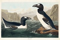 Great Auk from Birds of America (1827) by John James Audubon, etched by William Home Lizars. Original from University of Pittsburg. Digitally enhanced by rawpixel.