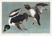 Golden-eye Duck from Birds of America (1827) by John James Audubon, etched by William Home Lizars. Original from University of Pittsburg. Digitally enhanced by rawpixel.