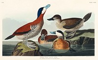 Ruddy Duck from Birds of America (1827) by John James Audubon, etched by William Home Lizars. Original from University of Pittsburg. Digitally enhanced by rawpixel.