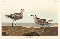Long-legged Sandpiper from Birds of America (1827) by John James Audubon, etched by William Home Lizars. Original from University of Pittsburg. Digitally enhanced by rawpixel.