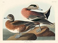 American Widgeon from Birds of America (1827) by John James Audubon, etched by William Home Lizars. Original from University of Pittsburg. Digitally enhanced by rawpixel.