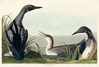 Black-Throated Diver from Birds of America (1827) by John James Audubon, etched by William Home Lizars. Original from University of Pittsburg. Digitally enhanced by rawpixel.