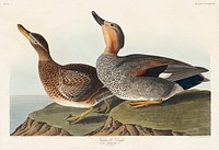 Gadwall Duck from Birds of America (1827) by John James Audubon, etched by William Home Lizars. Original from University of Pittsburg. Digitally enhanced by rawpixel.