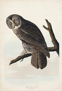 Great Cinereous Owl from Birds of America (1827) by John James Audubon, etched by William Home Lizars. Original from University of Pittsburg. Digitally enhanced by rawpixel.