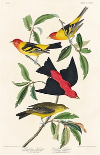 Louisiana Tanager and Scarlet Tanager from Birds of America (1827) by John James Audubon, etched by William Home Lizars. Original from University of Pittsburg. Digitally enhanced by rawpixel.