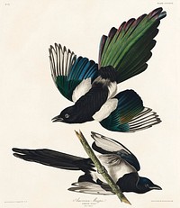 American Magpie from Birds of America (1827) by John James Audubon, etched by William Home Lizars. Original from University of Pittsburg. Digitally enhanced by rawpixel.