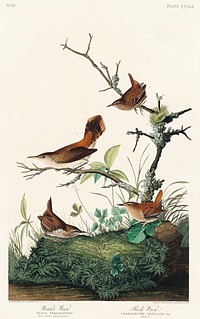 Winter Wren and Rock Wren from Birds of America (1827) by John James Audubon, etched by William Home Lizars. Original from University of Pittsburg. Digitally enhanced by rawpixel.