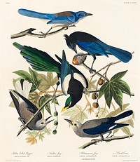 Yellow-Billed Magpie, Stellers Jay, Ultramarine Jay and Clark&#39;s Crow from Birds of America (1827) by John James Audubon, etched by William Home Lizars. Original from University of Pittsburg. Digitally enhanced by rawpixel.