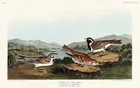 Lapland Long-spur from Birds of America (1827) by John James Audubon, etched by William Home Lizars. Original from University of Pittsburg. Digitally enhanced by rawpixel.
