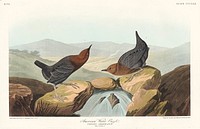 American Water Ouzel from Birds of America (1827) by John James Audubon, etched by William Home Lizars. Original from University of Pittsburg. Digitally enhanced by rawpixel.