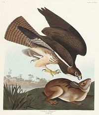 Common Buzzard from Birds of America (1827) by John James Audubon, etched by William Home Lizars. Original from University of Pittsburg. Digitally enhanced by rawpixel.