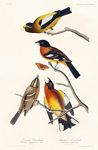 Evening Grosbeak and Spotted Grosbeak from Birds of America (1827) by John James Audubon, etched by William Home Lizars. Original from University of Pittsburg. Digitally enhanced by rawpixel.