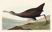 Scolopaceus Courlan from Birds of America (1827) by John James Audubon, etched by William Home Lizars. Original from University of Pittsburg. Digitally enhanced by rawpixel.