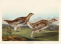 Sharp-tailed Grouse from Birds of America (1827) by John James Audubon, etched by William Home Lizars. Original from University of Pittsburg. Digitally enhanced by rawpixel.