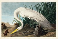 White Heron from Birds of America (1827) by John James Audubon, etched by William Home Lizars. Original from University of Pittsburg. Digitally enhanced by rawpixel.