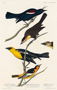 Nuttall's Starling, Yellow-headed Troopial and Bullock's Oriole from Birds of America (1827) by John James Audubon, etched by William Home Lizars. Original from University of Pittsburg. Digitally enhanced by rawpixel.