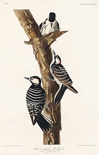 Red-Cockaded Woodpecker from Birds of America (1827) by John James Audubon, etched by William Home Lizars. Original from University of Pittsburg. Digitally enhanced by rawpixel.