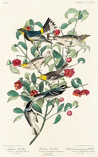 Audubon's Warbler, Hermit Warbler and Black-throated gray Warbler from Birds of America (1827) by John James Audubon (1785 - 1851), etched by Robert Havell (1793 - 1878). Original from third party source. Digitally enhanced by rawpixel.