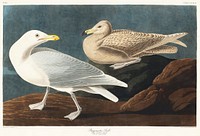 Burgomaster Gull from Birds of America (1827) by John James Audubon (1785 - 1851), etched by Robert Havell (1793 - 1878). Original from third party source. Digitally enhanced by rawpixel.