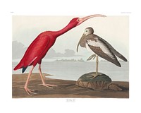 Vintage Scarlet Ibis vintage illustration wall art print and poster design. Original from Birds of America by John James Audubon, digitally enhanced by rawpixel.
