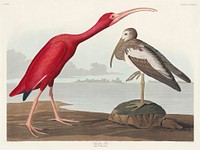 Scarlet Ibis from Birds of America (1827) by <a href="https://www.rawpixel.com/search/John%20James%20Audubon?sort=curated&amp;type=all&amp;page=1">John James Audubon</a> (1785 - 1851 ), etched by Robert Havell (1793 - 1878). Original from third party source. Digitally enhanced by rawpixel.