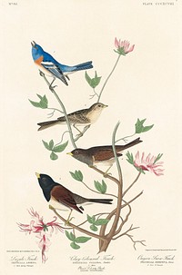 Lazuli Finch, Clay-coloured Finch, Oregon Snow Finch from Birds of America (1827) by John James Audubon (1785 - 1851), etched by Robert Havell (1793 - 1878). Original from third party source. Digitally enhanced by rawpixel.
