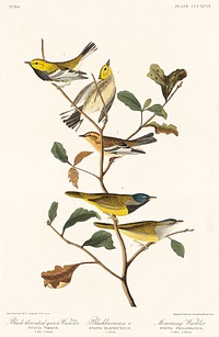 Black-throated green Warbler, Blackburnian and Mourning Warbler from Birds of America (1827) by John James Audubon (1785 - 1851), etched by Robert Havell (1793 - 1878). Original from third party source. Digitally enhanced by rawpixel.