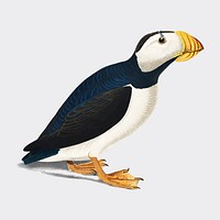 Large billed Puffin illustration