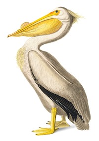 American White Pelican illustration