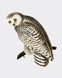 Snowy Owl illustration