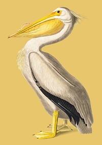 American White Pelican illustration