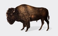 American Bison illustration