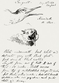 Seagull (1874) by<a href="https://www.rawpixel.com/search/John%20Singer%20Sargent?sort=curated&amp;page=1&amp;topic_group=_my_topics"> John Singer Sargent</a>. Original from The MET Museum. Digitally enhanced by rawpixel.