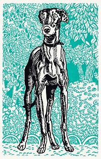 Greyhound (1912) print in high resolution by Moriz Jung. Original from the MET Museum. Digitally enhanced by rawpixel.