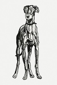 Vintage Greyhound dog illustration psd, remixed from artworks by Moriz Jung