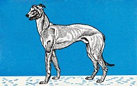 Vintage Greyhound dog illustration psd, remixed from artworks by Moriz Jung