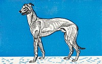 Greyhound (1912) print in high resolution by Moriz Jung. Original from the MET Museum. Digitally enhanced by rawpixel.